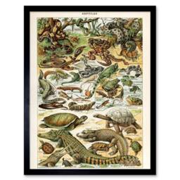 "Artery8 Millot Encyclopedia Page Reptiles Snake Tortoise 12x16"" Framed Art - Size: W12"" x H16""" - thumbnail 1