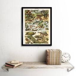 "Artery8 Millot Encyclopedia Page Reptiles Snake Tortoise 12x16"" Framed Art - Size: W12"" x H16""" - thumbnail 2