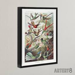 "Artery8 Kolibri Birds Hummingbird Species Haeckel Black Framed Canvas Wall Art - Size: W12"" x H16""" - thumbnail 2