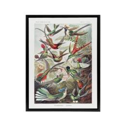 "Artery8 Kolibri Birds Hummingbird Species Haeckel Black Framed Canvas Wall Art - Size: W12"" x H16""" - thumbnail 1