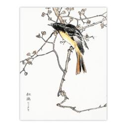 Artery8 Numata Kashu Framed Wall Art Print Siberian Blue Tail Bird Japan - Size: A4 - thumbnail 3