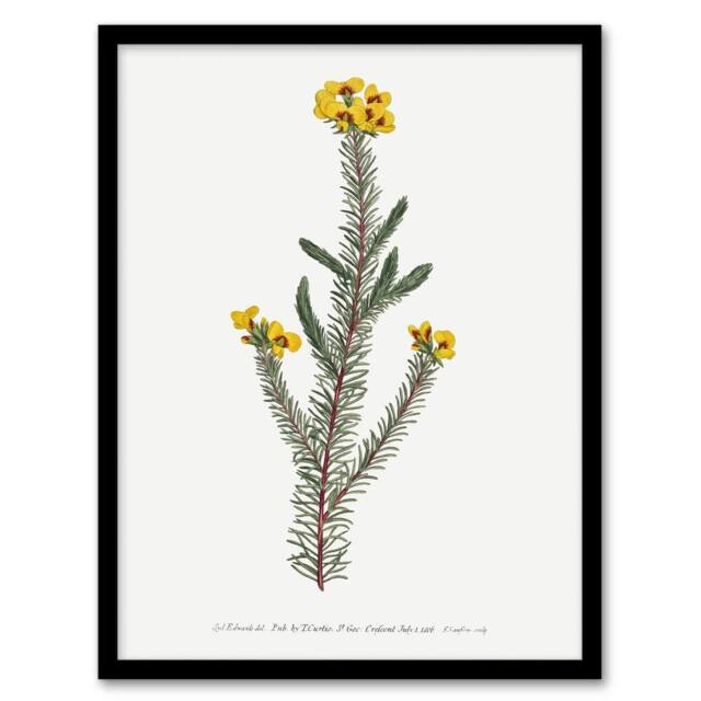 Artery8 Sansom Smooth Parrot Pea Botanical Illustration Framed Wall Art Print in White - Size: A4 - image 1