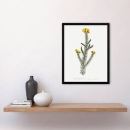Artery8 Sansom Smooth Parrot Pea Botanical Illustration Framed Wall Art Print in White - Size: A4 - thumbnail 4