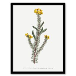 Artery8 Sansom Smooth Parrot Pea Botanical Illustration Framed Wall Art Print in White - Size: A4 - thumbnail 1