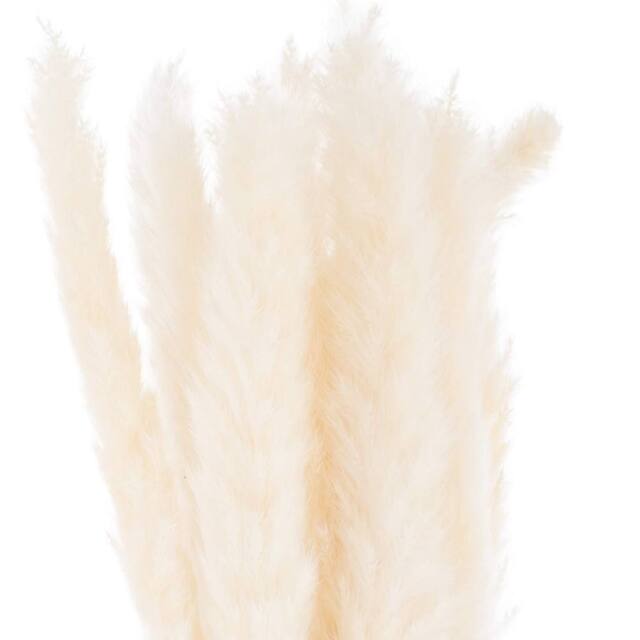 Sostter Mini White Pampas Grass Set of 15 Decorative Stems in Natural White - image 1