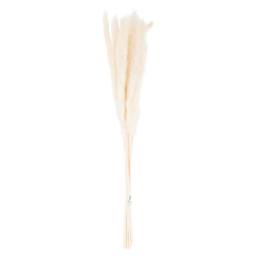 Sostter Mini White Pampas Grass Set of 15 Decorative Stems in Natural White - thumbnail 2