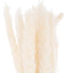 Sostter Mini White Pampas Grass Set of 15 Decorative Stems in Natural White - thumbnail 1