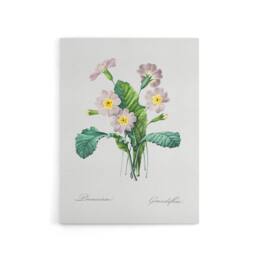 "Artery8 Primrose Floral Illustration Redoute Vintage Canvas Wall Art in White - Size: W18"" x H24""" - thumbnail 1
