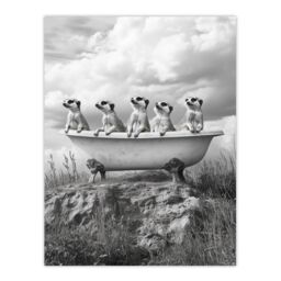"Artery8 Meerkats in a Bathtub in Desert Black White Photo Wall Art Print in Grey - Size: W12"" x H16""" - thumbnail 1