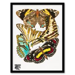 Artery8 Papillons Butterflies Vintage Framed Wall Art Print Eugene Seguy - Size: A4 - thumbnail 1