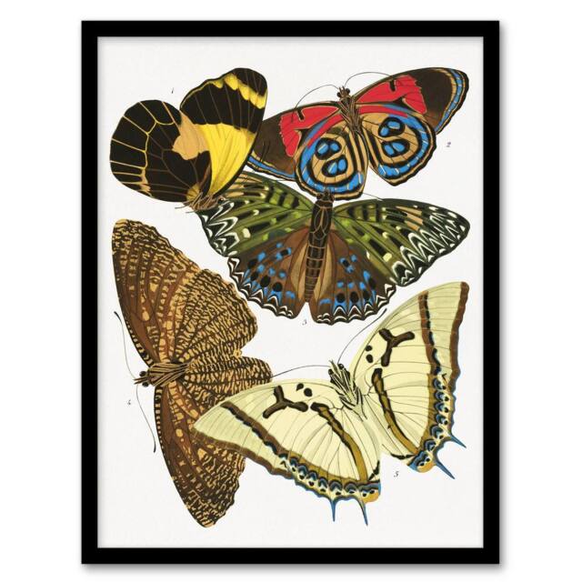 Artery8 Butterflies Papillons Vintage Framed Wall Art Print Eugene Seguy - Size: A4 - image 1