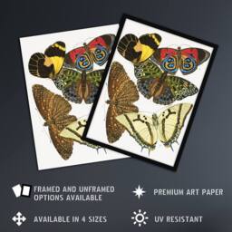 Artery8 Butterflies Papillons Vintage Framed Wall Art Print Eugene Seguy - Size: A4 - thumbnail 2
