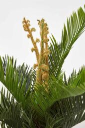 Homescapes Green 'Sago Palm' Artificial Cycas Plant with Pot, 75 cm - thumbnail 4
