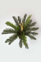 Homescapes Green 'Sago Palm' Artificial Cycas Plant with Pot, 75 cm - thumbnail 2