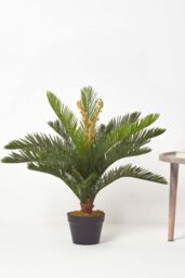 Homescapes Green 'Sago Palm' Artificial Cycas Plant with Pot, 75 cm - thumbnail 6