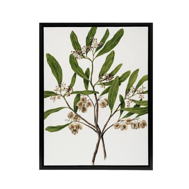 "Artery8 New Zealand Akeake Hopbush Flowering Plant Featon Framed Canvas Art in Beige - Size: W12"" x H16""" - image 1