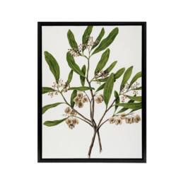"Artery8 New Zealand Akeake Hopbush Flowering Plant Featon Framed Canvas Art in Beige - Size: W12"" x H16""" - thumbnail 1