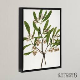 "Artery8 New Zealand Akeake Hopbush Flowering Plant Featon Framed Canvas Art in Beige - Size: W12"" x H16""" - thumbnail 2
