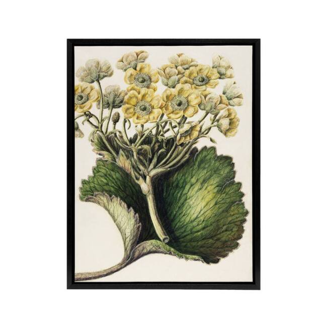 "Artery8 New Zealand Korikori Buttercup Flower Featon Framed Canvas Wall Art in Beige - Size: W12"" x H16""" - image 1