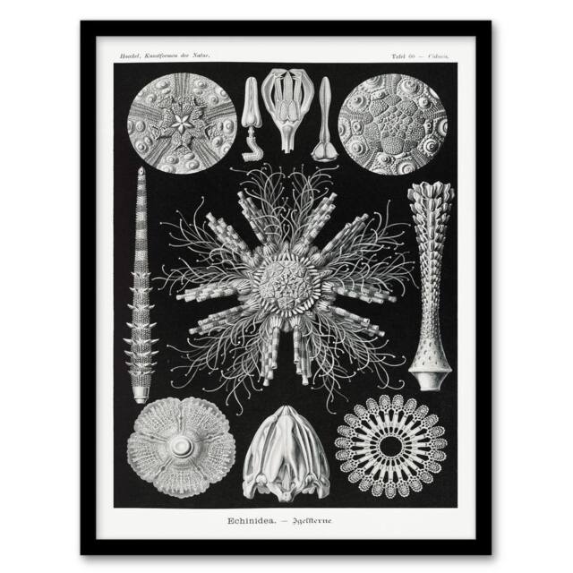 Artery8 Ernst Haeckel Framed Wall Art Print Echinidea Sea Urchin Species in Black - Size: A4 - image 1