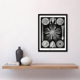 Artery8 Ernst Haeckel Framed Wall Art Print Echinidea Sea Urchin Species in Black - Size: A4 - thumbnail 2