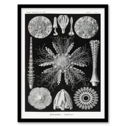 Artery8 Ernst Haeckel Framed Wall Art Print Echinidea Sea Urchin Species in Black - Size: A4 - thumbnail 1