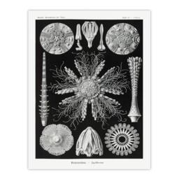 Artery8 Ernst Haeckel Framed Wall Art Print Echinidea Sea Urchin Species in Black - Size: A4 - thumbnail 3