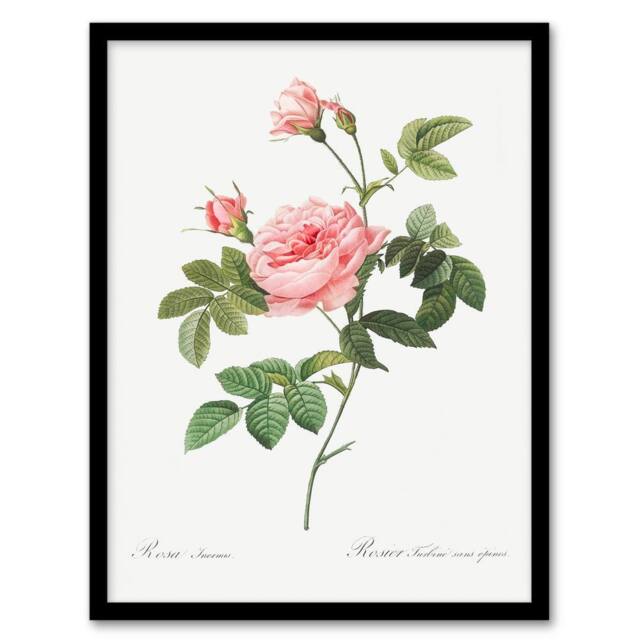 Artery8 Pierre Joseph Redoute Framed Wall Art Boursault Rose Vintage Floral in White - Size: A4 - image 1