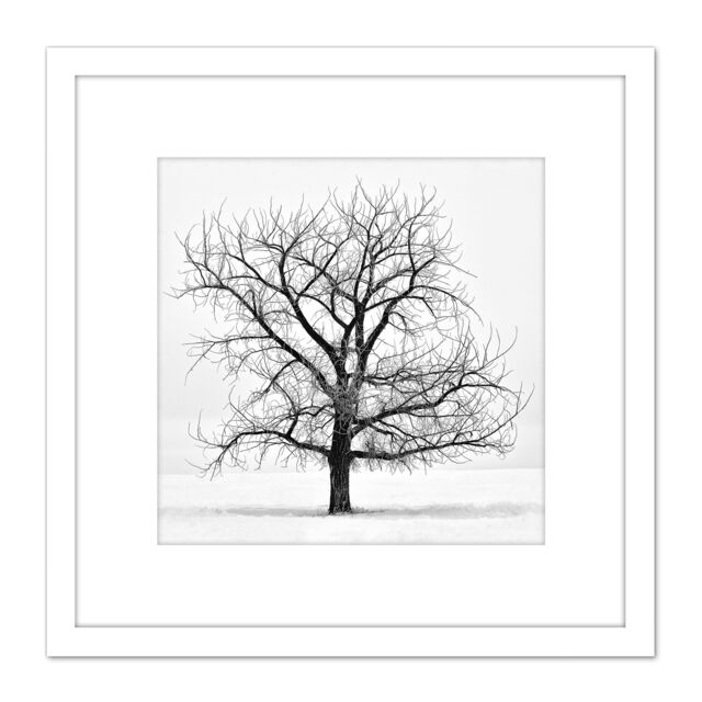 Artery8 Lone Tree Winter Frost Snow Black White Photo 8X8 Inch Square Wooden Framed Wall Art Print Picture with Mount - image 1