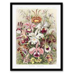 Artery8 Orchid Flower Colourful Varieties Haeckel Framed Wall Art Print - Size: A4 - thumbnail 1