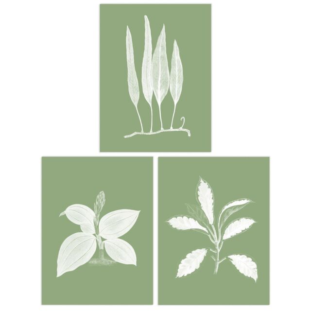 Wee Blue Coo Pack of 3 Sage Green Tree Plant Detailed Foliage Xray Imprint Monochrome Botanical Unframed Wall Art Living Room Prints Set in Pale Green - image 1