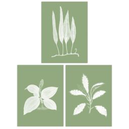 Wee Blue Coo Pack of 3 Sage Green Tree Plant Detailed Foliage Xray Imprint Monochrome Botanical Unframed Wall Art Living Room Prints Set in Pale Green - thumbnail 1
