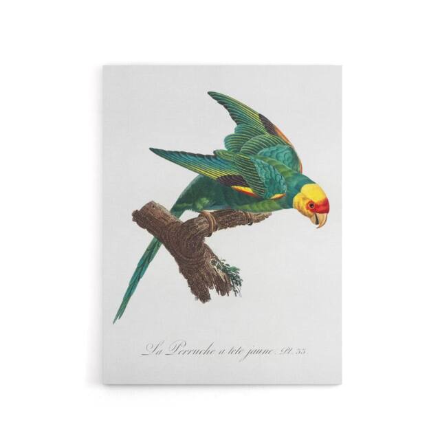 "Artery8 The Yellow Crowned Parakeet Levaillant Canvas Wall Art Print in White - Size: W12"" x H16""" - image 1