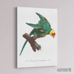 "Artery8 The Yellow Crowned Parakeet Levaillant Canvas Wall Art Print in White - Size: W12"" x H16""" - thumbnail 2