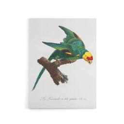 "Artery8 The Yellow Crowned Parakeet Levaillant Canvas Wall Art Print in White - Size: W12"" x H16""" - thumbnail 1