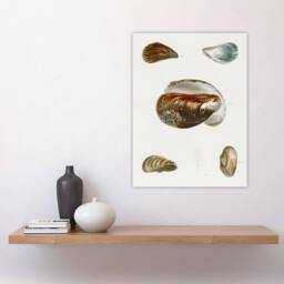 "Artery8 James De Kay Different Types of Mussel Seashells Wall Art Print in White - Size: W12"" x H16""" - thumbnail 4
