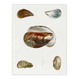 "Artery8 James De Kay Different Types of Mussel Seashells Wall Art Print in White - Size: W12"" x H16""" - thumbnail 1