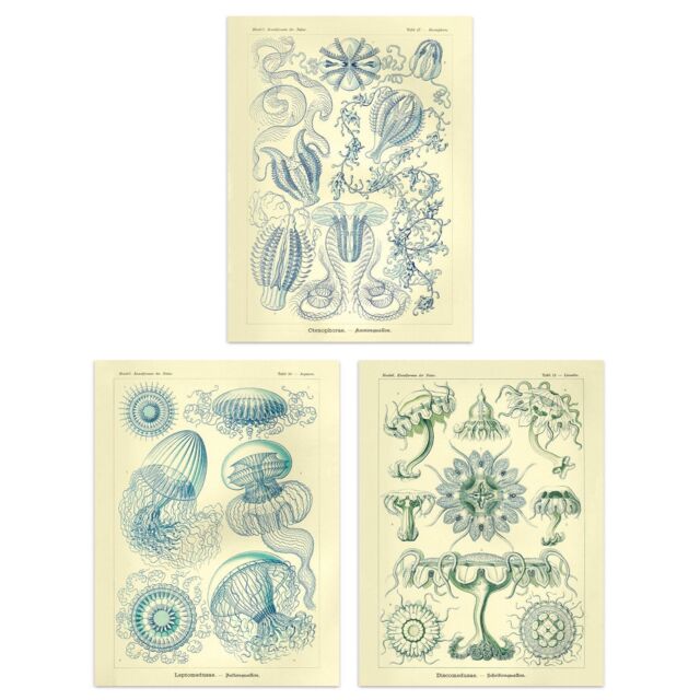 Wall Art Print Set of 3 Jellyfish Blue on Yellow Haeckel Vintage s Detailed Marine Study Living Room Poster s Pack - image 1