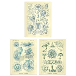 Wall Art Print Set of 3 Jellyfish Blue on Yellow Haeckel Vintage s Detailed Marine Study Living Room Poster s Pack - thumbnail 1