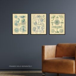Wall Art Print Set of 3 Jellyfish Blue on Yellow Haeckel Vintage s Detailed Marine Study Living Room Poster s Pack - thumbnail 3