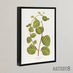 "Artery8 AF Lydon Benjamin Fawcett Lonicera Brachypoda Leaves Framed Canvas Art in White - Size: W12"" x H16""" - thumbnail 2
