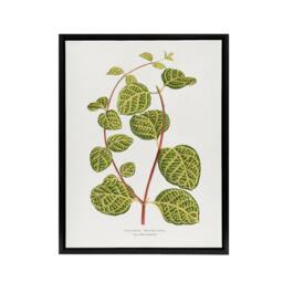 "Artery8 AF Lydon Benjamin Fawcett Lonicera Brachypoda Leaves Framed Canvas Art in White - Size: W12"" x H16""" - thumbnail 1