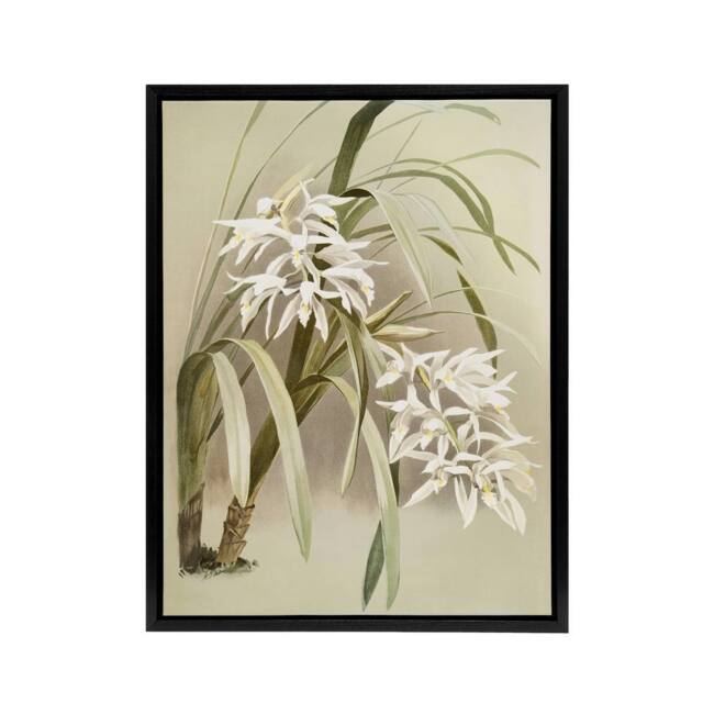 "Artery8 Frederick Sander Cymbidium Mastersi Orchid Flowers Framed Canvas Art - Size: W12"" x H16""" - image 1