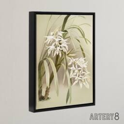 "Artery8 Frederick Sander Cymbidium Mastersi Orchid Flowers Framed Canvas Art - Size: W12"" x H16""" - thumbnail 2