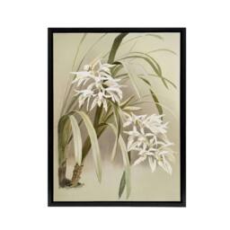 "Artery8 Frederick Sander Cymbidium Mastersi Orchid Flowers Framed Canvas Art - Size: W12"" x H16""" - thumbnail 1