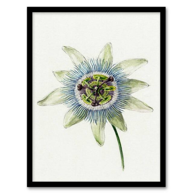 Artery8 Jean Bernard Framed Wall Art Passion Flower Bloom Floral Drawing in White - Size: A4 - image 1