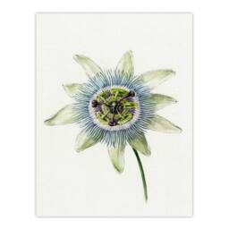 Artery8 Jean Bernard Framed Wall Art Passion Flower Bloom Floral Drawing in White - Size: A4 - thumbnail 3