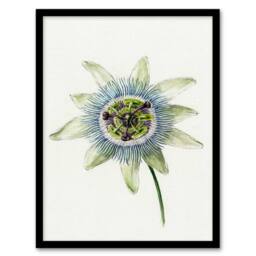 Artery8 Jean Bernard Framed Wall Art Passion Flower Bloom Floral Drawing in White - Size: A4 - thumbnail 1