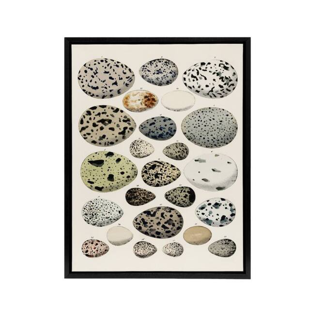 "Artery8 Different Species Bird Eggs Lorenz Oken Vintage Framed Canvas Wall Art in Beige - Size: W12"" x H16""" - image 1