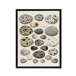 "Artery8 Different Species Bird Eggs Lorenz Oken Vintage Framed Canvas Wall Art in Beige - Size: W12"" x H16""" - thumbnail 1